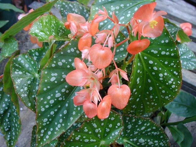 B. ‘Peach Parfait’